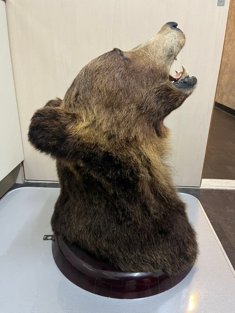 ヒグマ　トロフィー　置物　剥製　大型