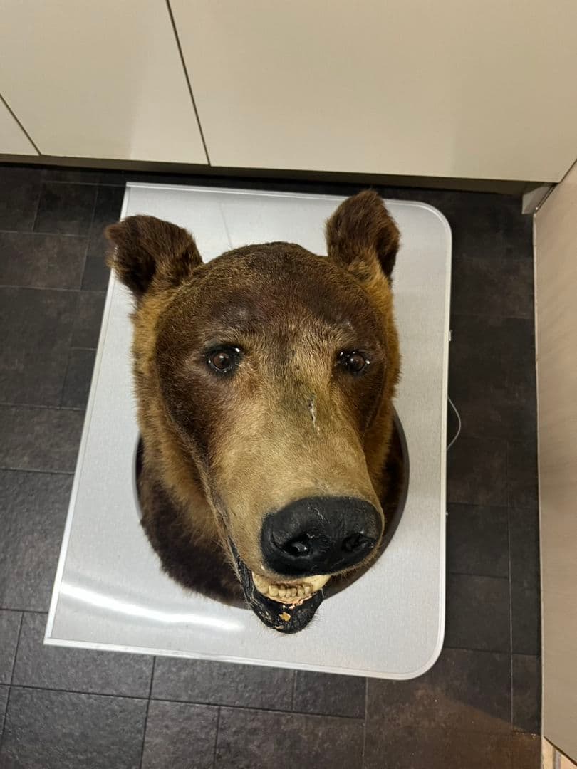 ヒグマ　トロフィー　置物　剥製　大型