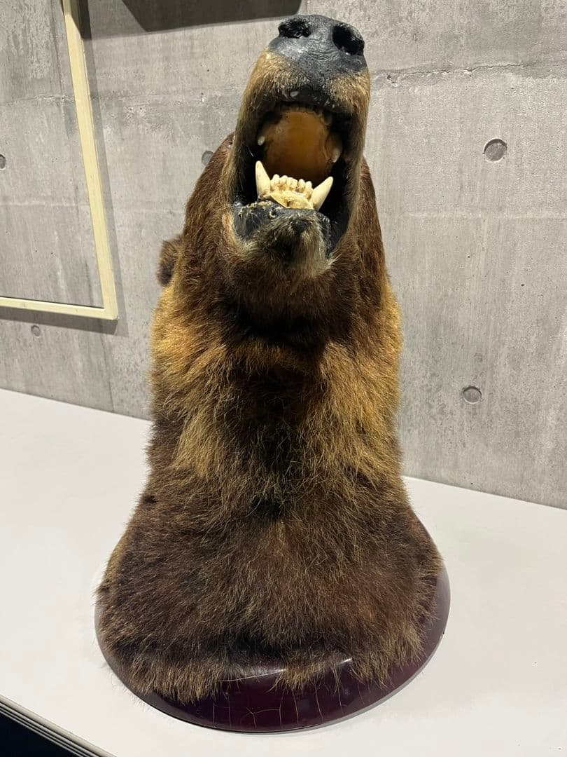 ヒグマ　トロフィー　置物　剥製　大型