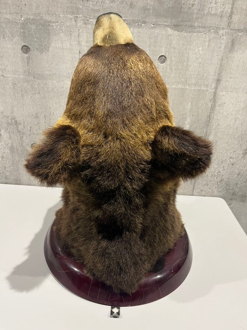 ヒグマ　トロフィー　置物　剥製　大型