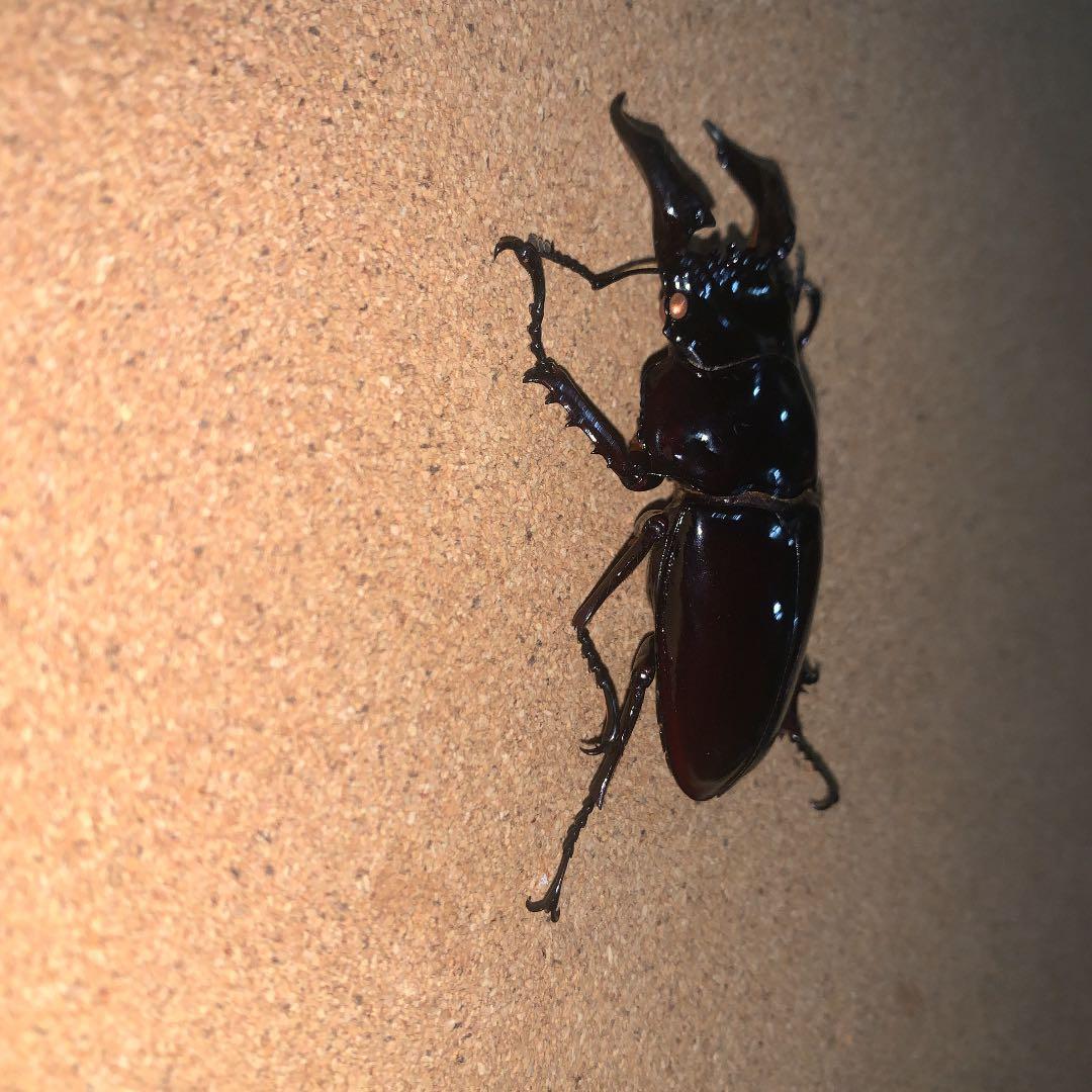 昆虫標本M.レギウス　オオツヤクワガタ雄75㍉野外品