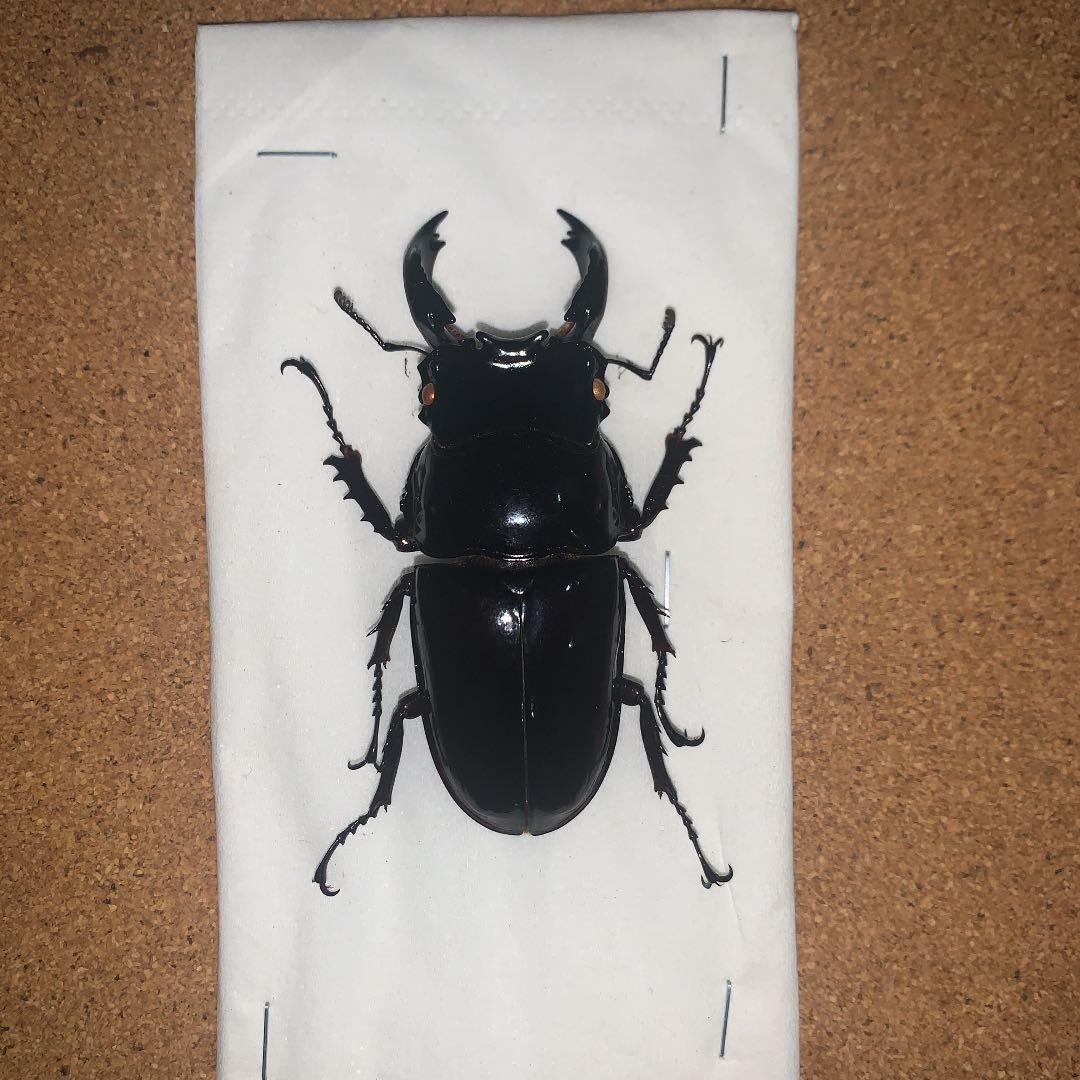 昆虫標本M.レギウス　オオツヤクワガタ雄75㍉野外品