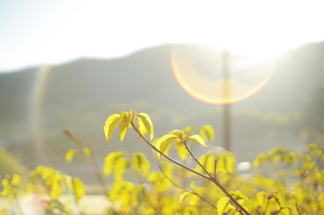 レンズ(単焦点) PENTAX Super Takumar 55mm f1.8