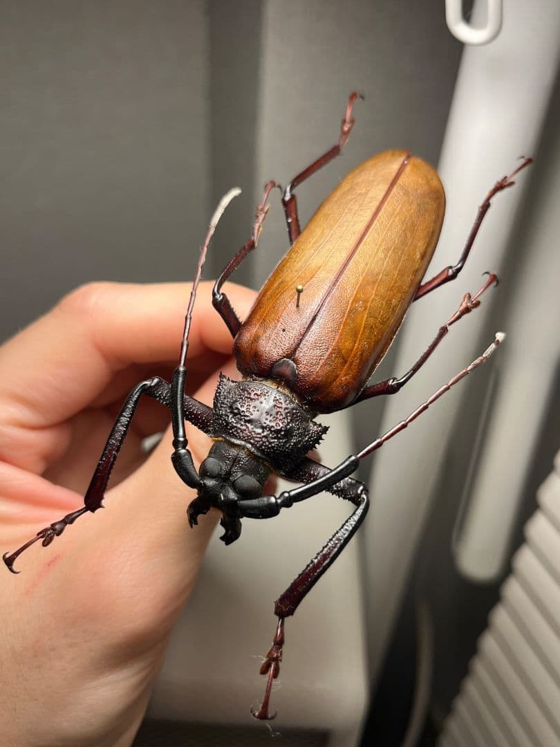 【84mm】コゲチャトゲフチオオウスバカミキリ 昆虫標本 ハナムグリカナブン