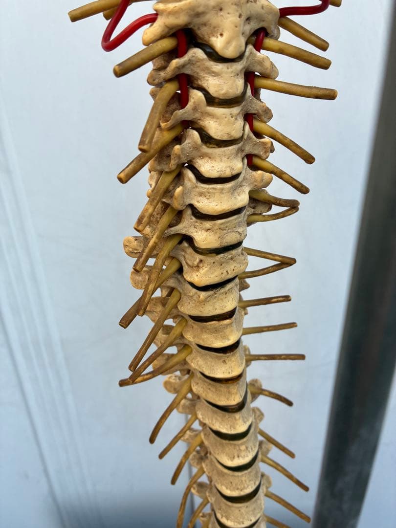脊椎模型 約90cm