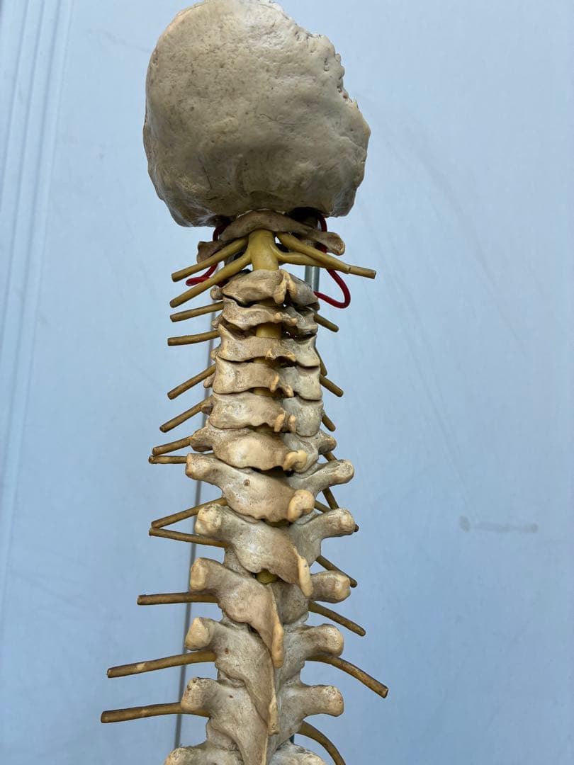 脊椎模型 約90cm