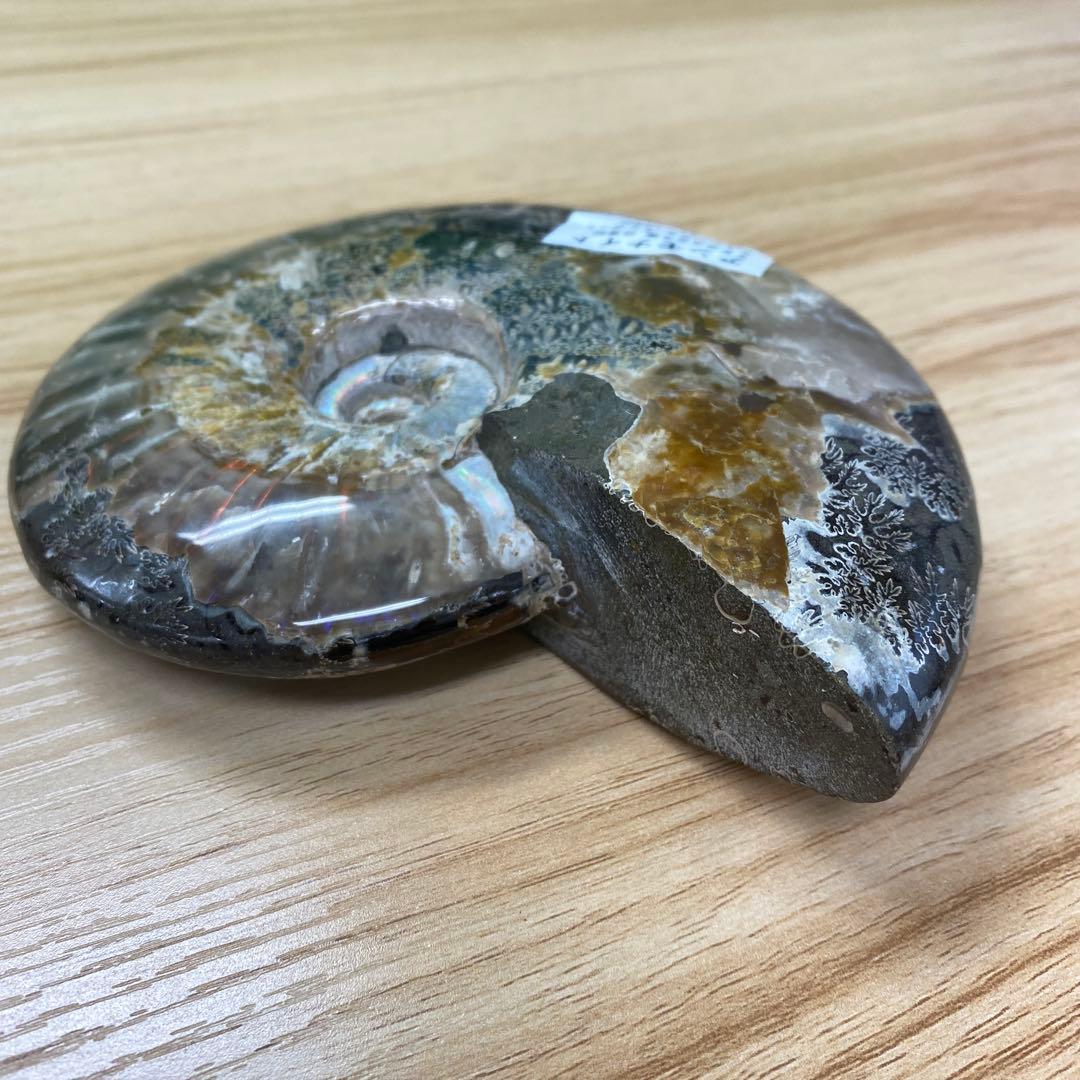 マダガスカル産アンモナイト