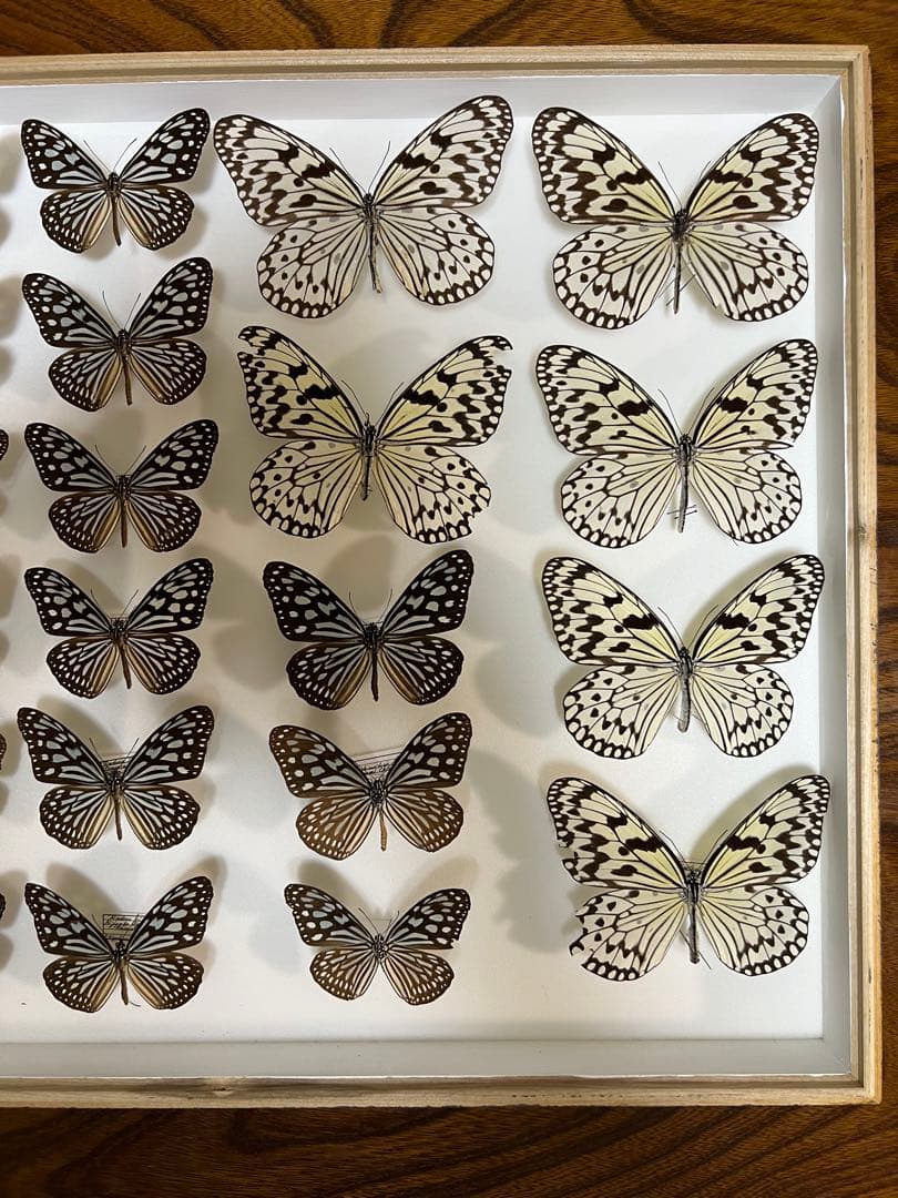 希少蝶の標本採取84/87/2003年　オオゴマダラ等現状品41x50x6cm