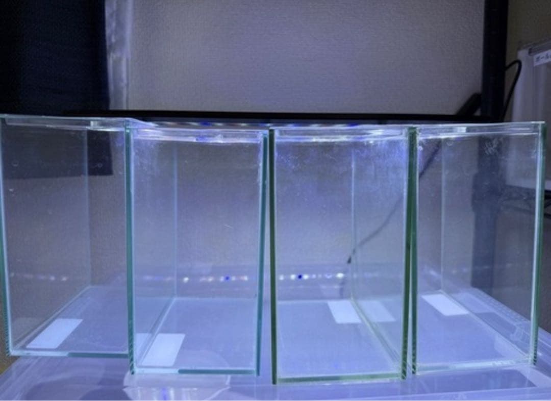 ショーベタコレクションケースM 20個まとめて