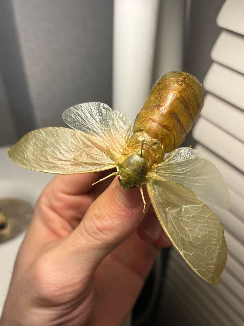 【伝説ノ蝉】フウセンゼミ ハラブトゼミ Cystosoma 昆虫標本