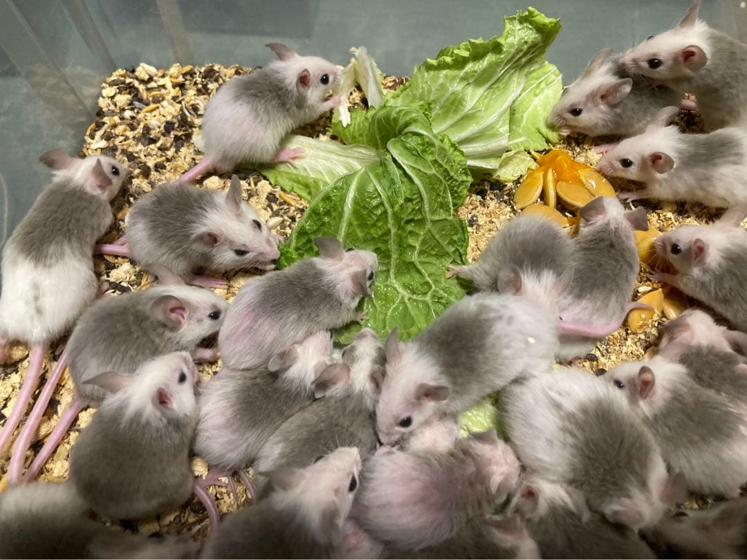 【冷凍】ヤワゲネズミ　価格相談用【エサ用】