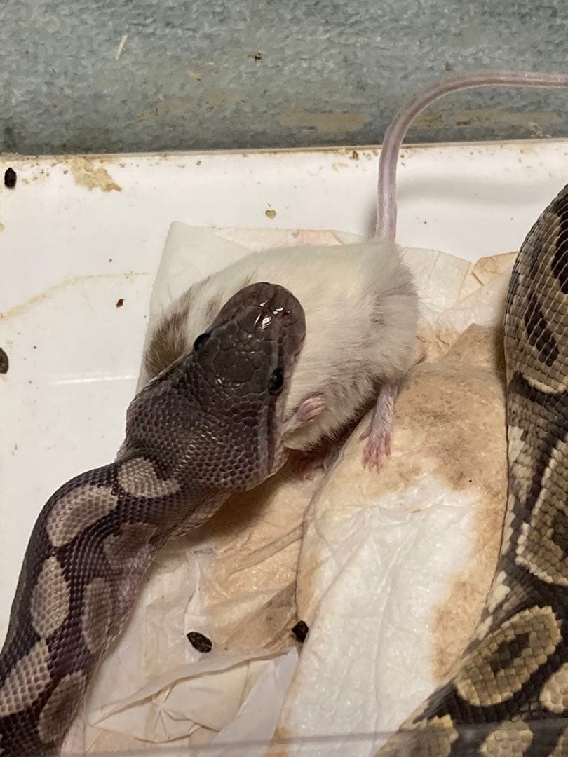 【冷凍】ヤワゲネズミ　価格相談用【エサ用】