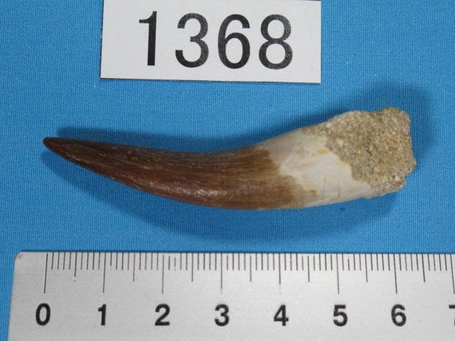 プレシオサウルスの歯　62ｍｍ　恐竜　No.1368