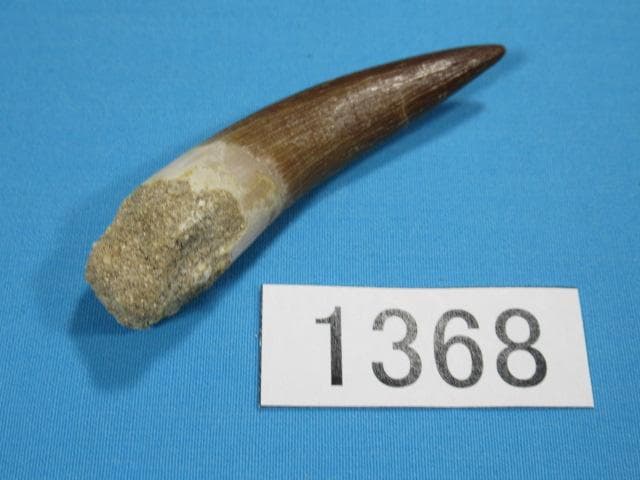 プレシオサウルスの歯　62ｍｍ　恐竜　No.1368