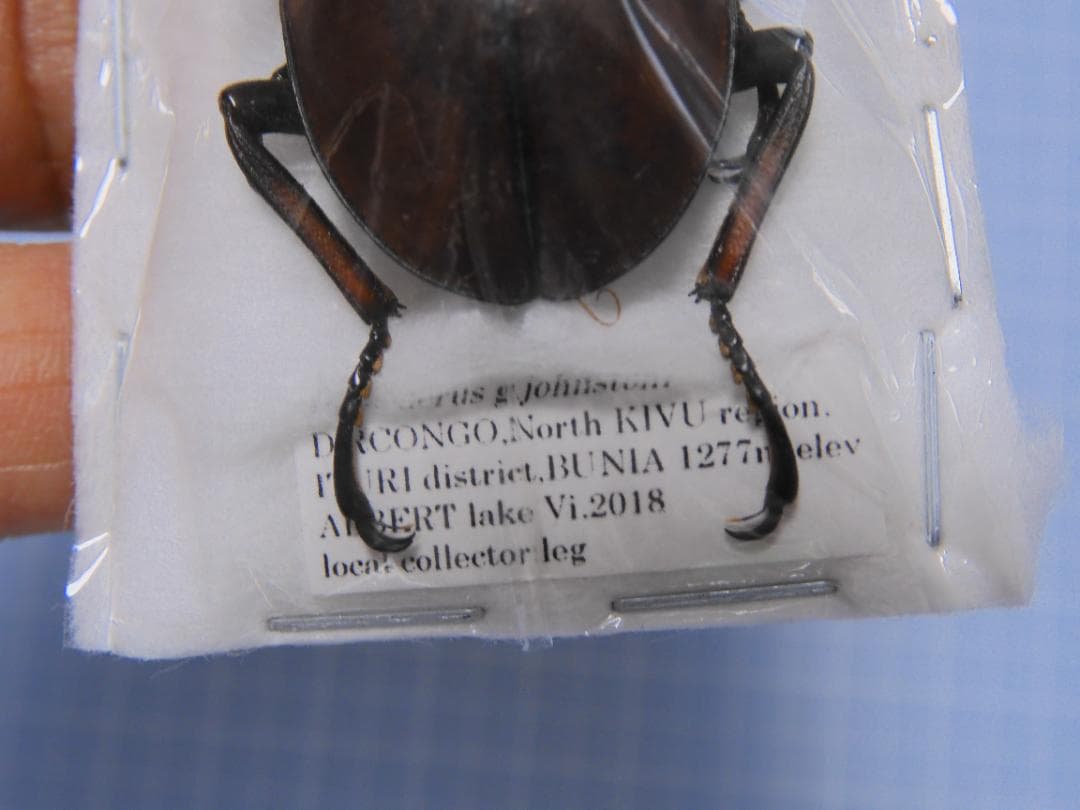 コンゴ産　ジョンストンメンガタクワガタ　53mm