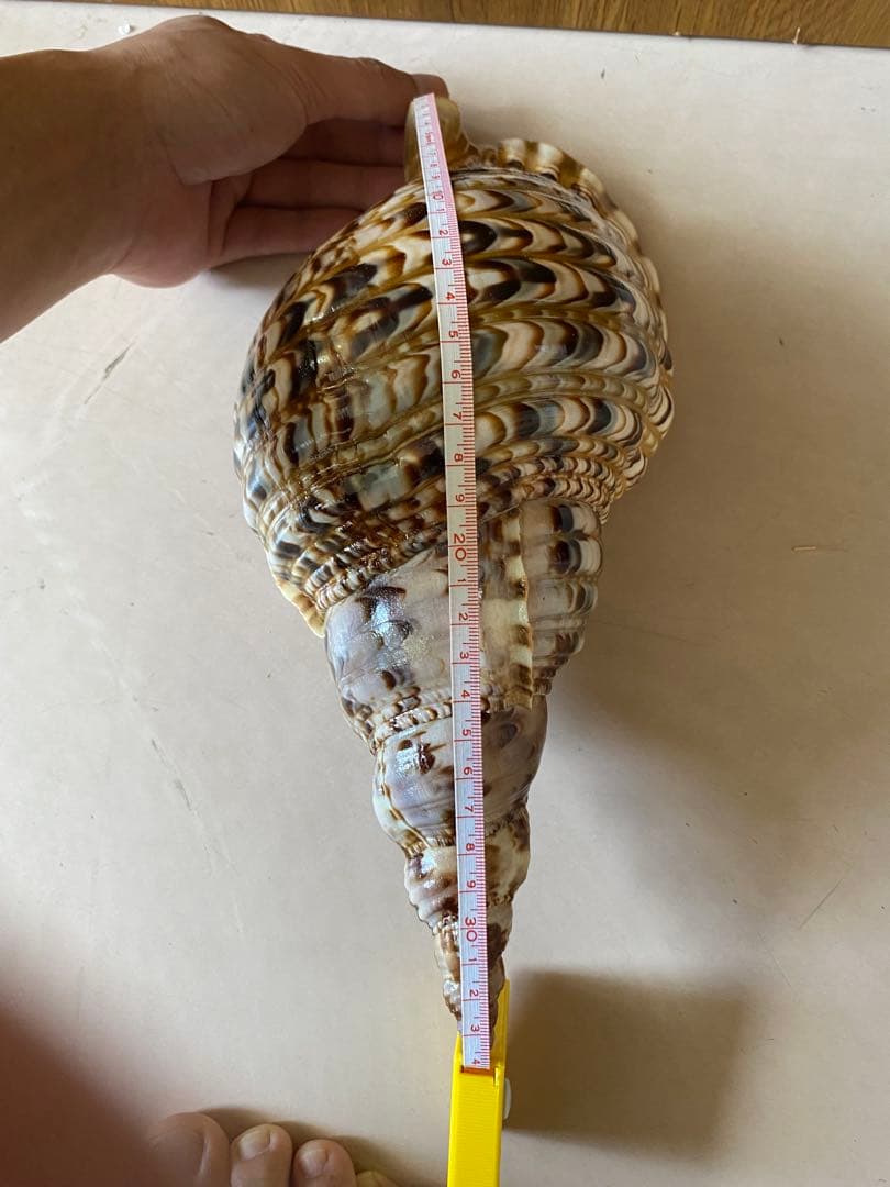 法螺貝　新鮮なホラ貝　色合いが綺麗　34cm 620グラム