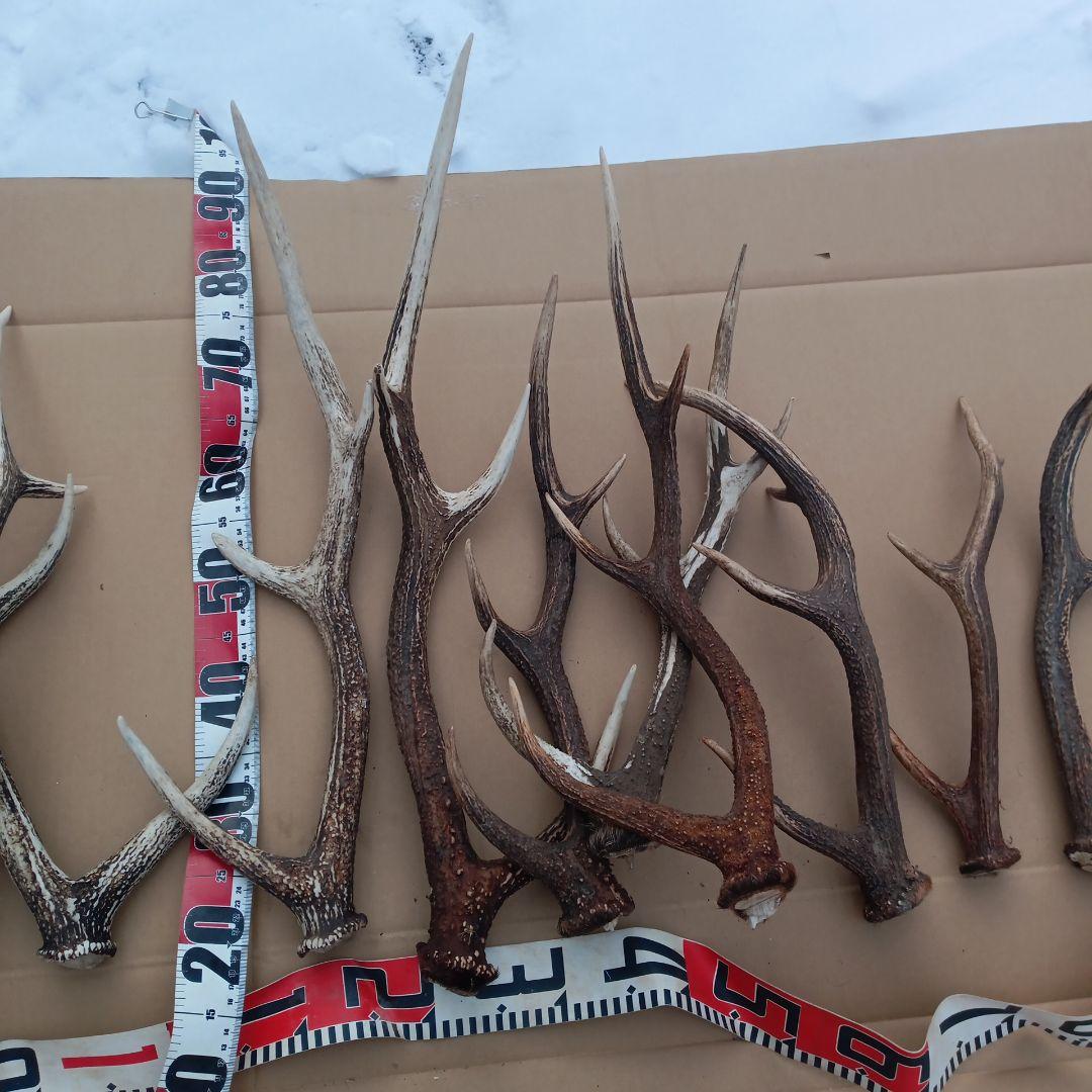 天然素材、蝦夷鹿の角 犬のおもちゃ、工芸品などに　3番