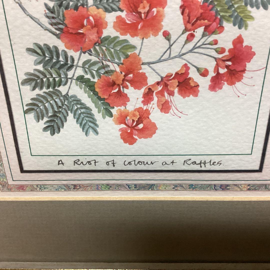 シンガポール　ラッフルズホテル購入作品　【ピーコックフラワー】　額装　 即決品