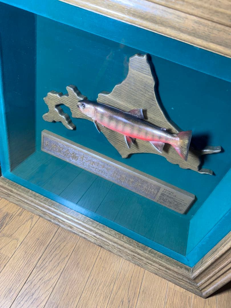 オショロコマ 剥製 重量物 高級 額縁 木製