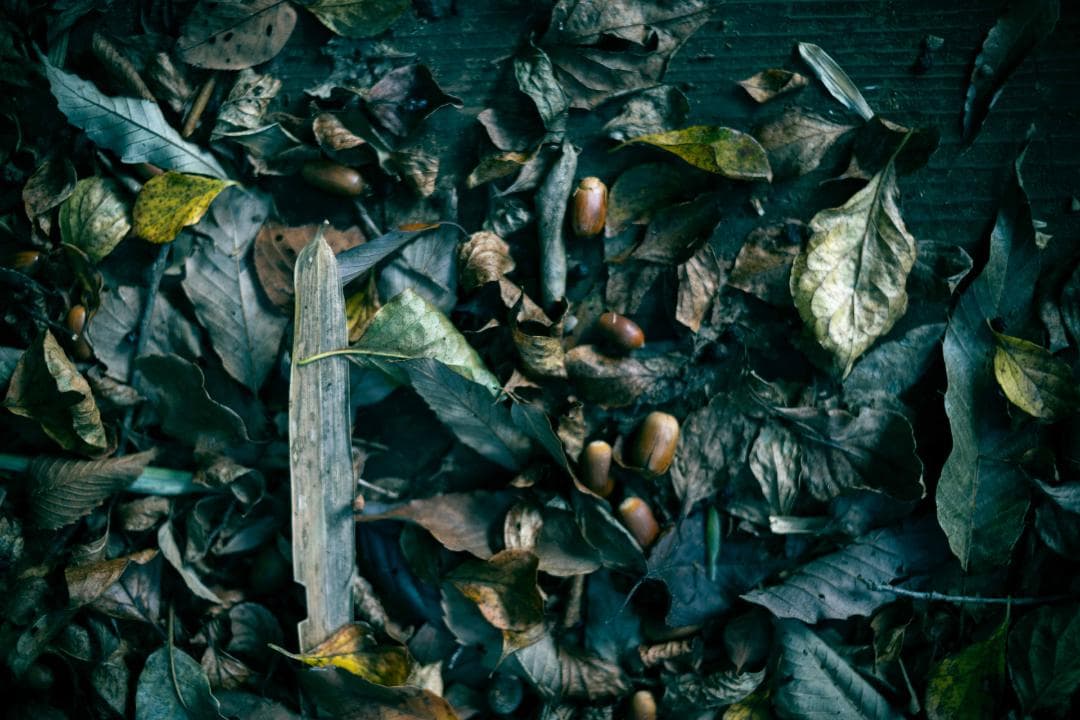 【作例あり】Canon YONGNUO EF35mm F2.0 EFマウント