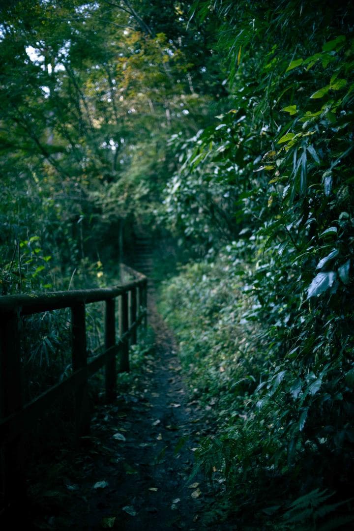 【作例あり】Canon YONGNUO EF35mm F2.0 EFマウント