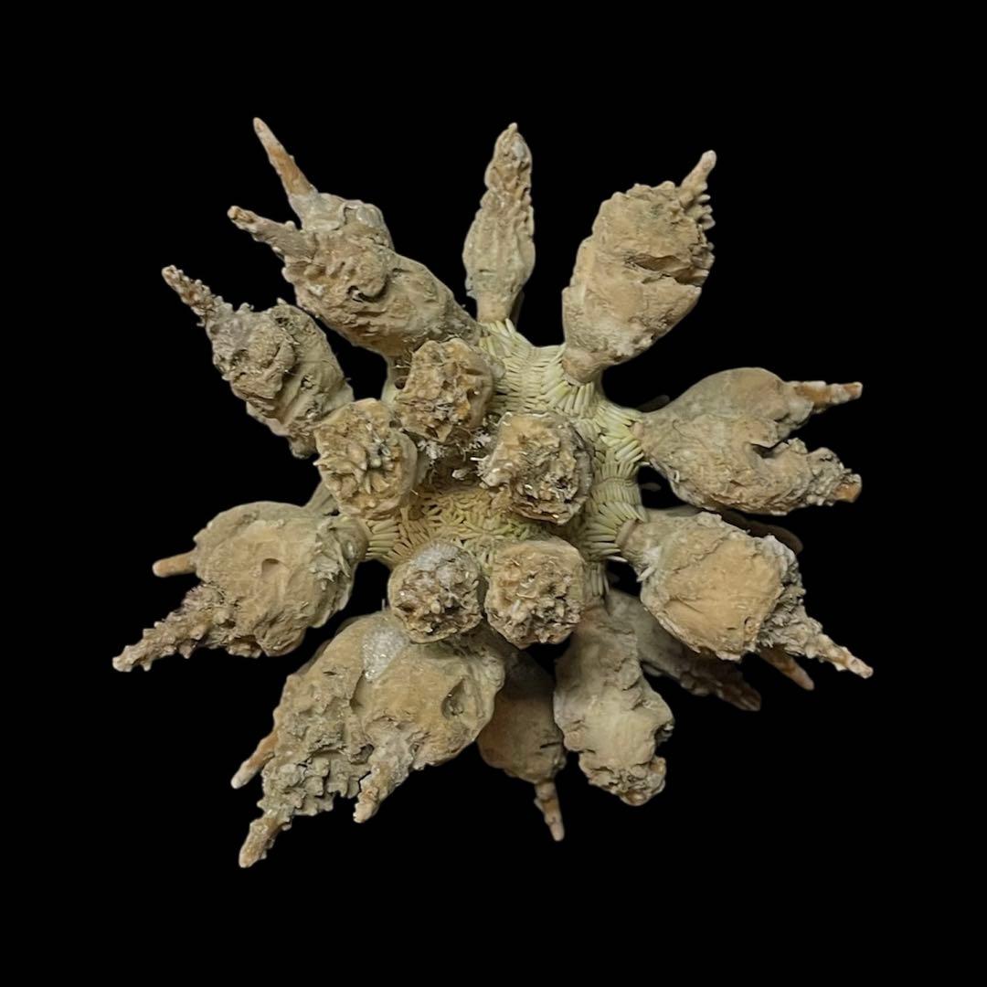 ドングリウニ　ウニの殻