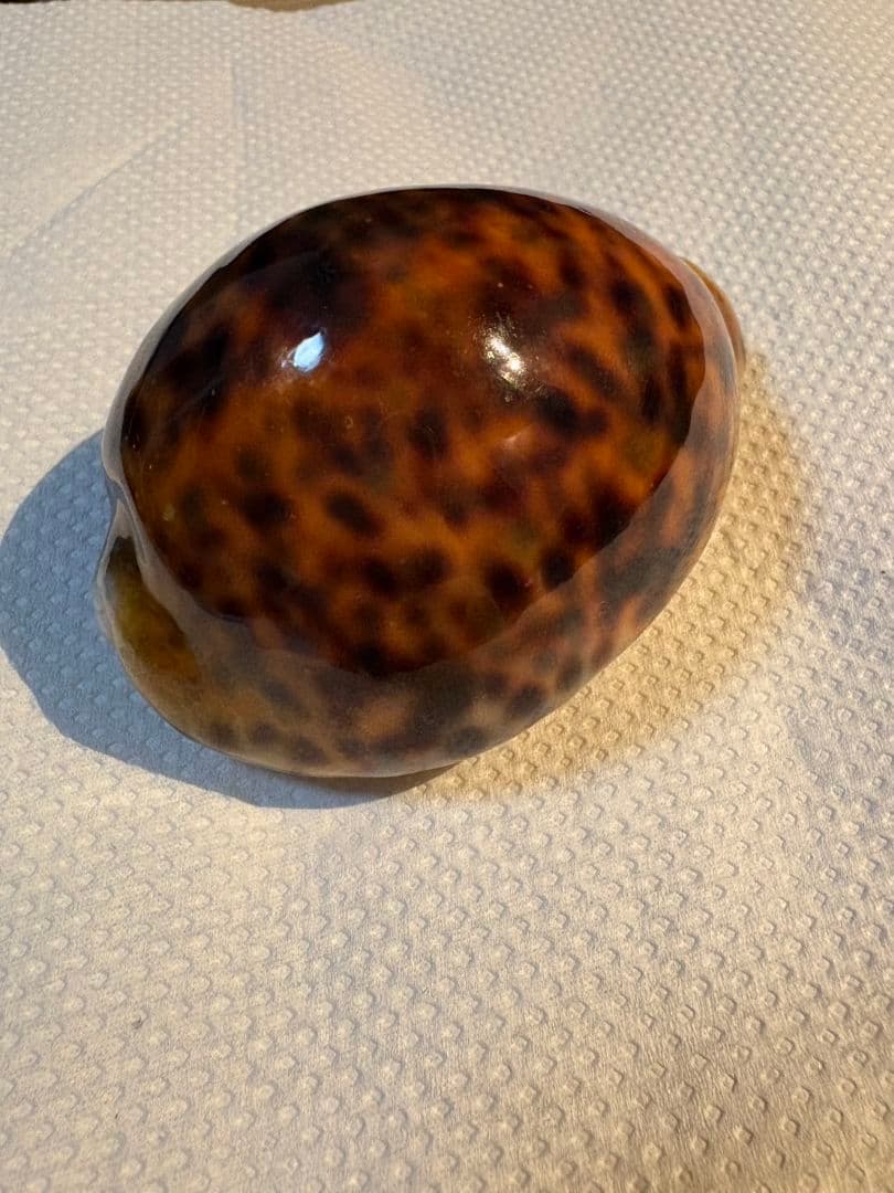 タカラガイ 貝殻 \