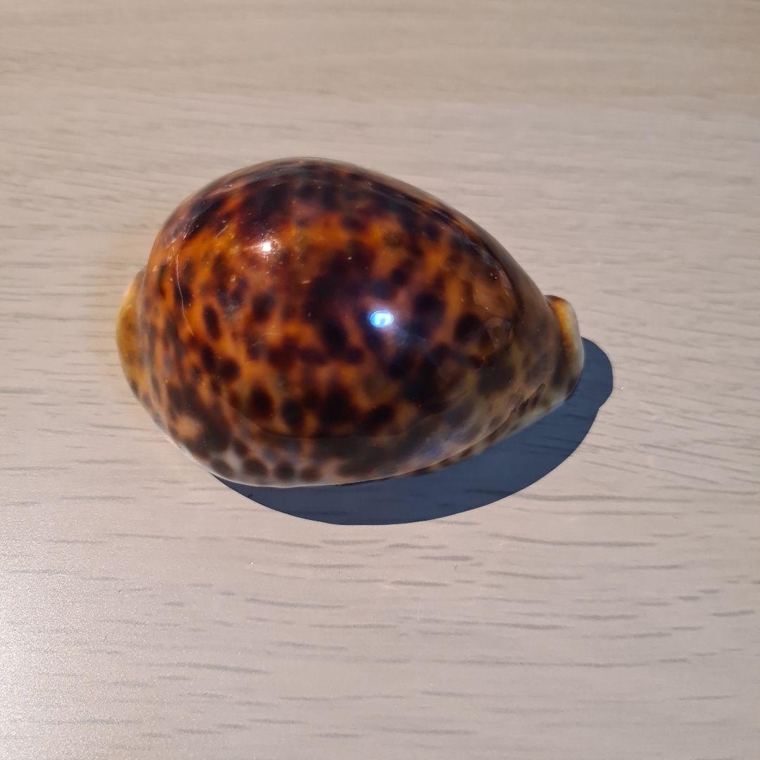 タカラガイ 貝殻 \"Tigris Rusty” タイガーパータン