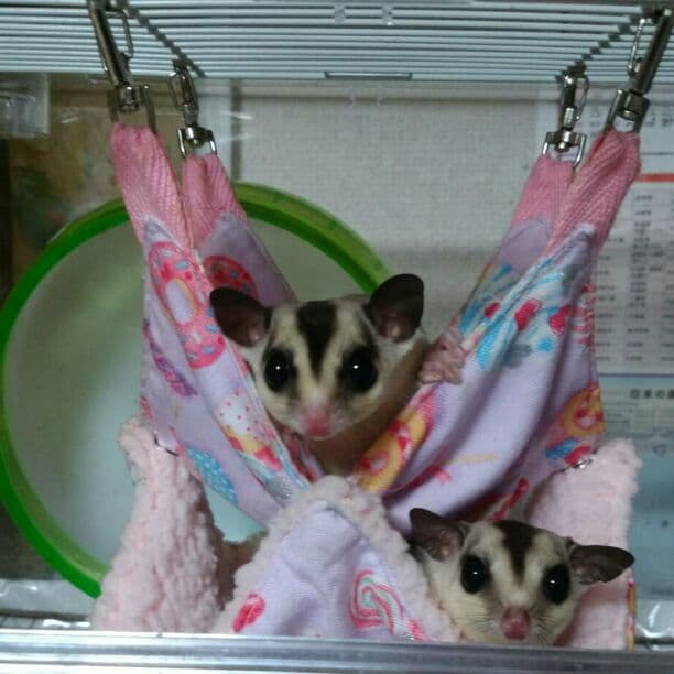 モモンガハウス(カントリー)  ボア モスグリーン  2050円