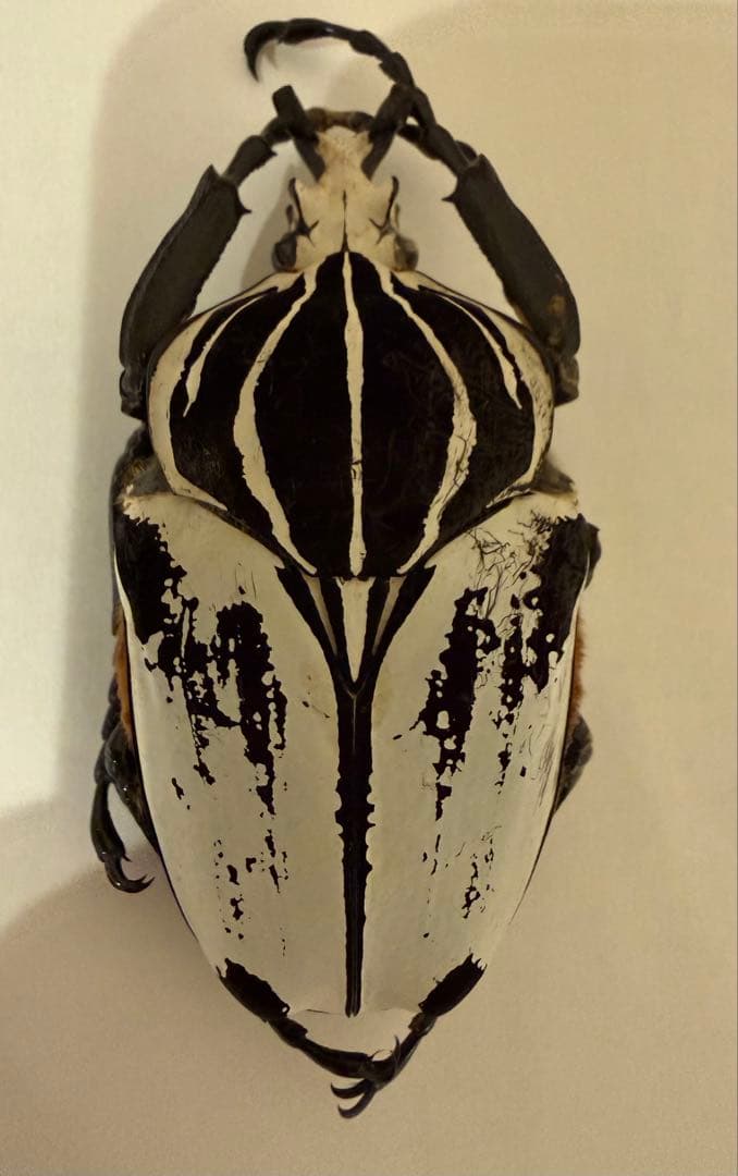 カメルーン　ゴライアスオオツノハナムグリ　約89-90mm