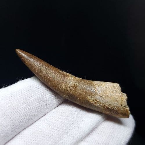プレシオサウルス 化石 歯 本物 モロッコ産 54.84mm pr69