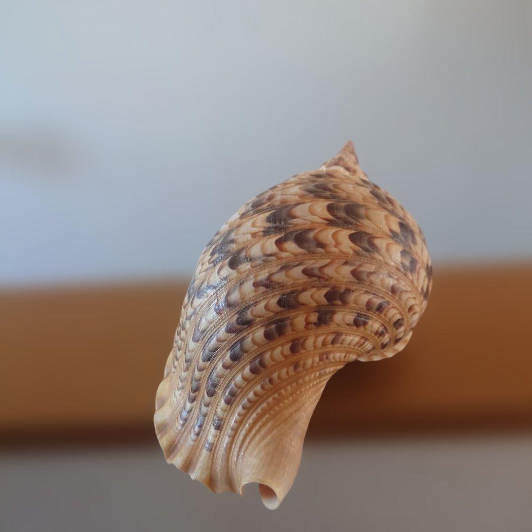 法螺貝 天然 笛 置物 ホラ貝 楽器 ほら貝