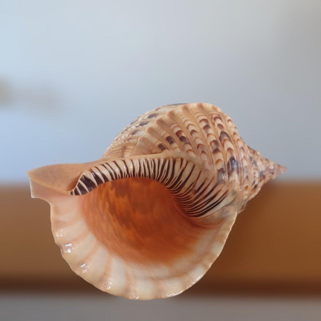 法螺貝 天然 笛 置物 ホラ貝 楽器 ほら貝