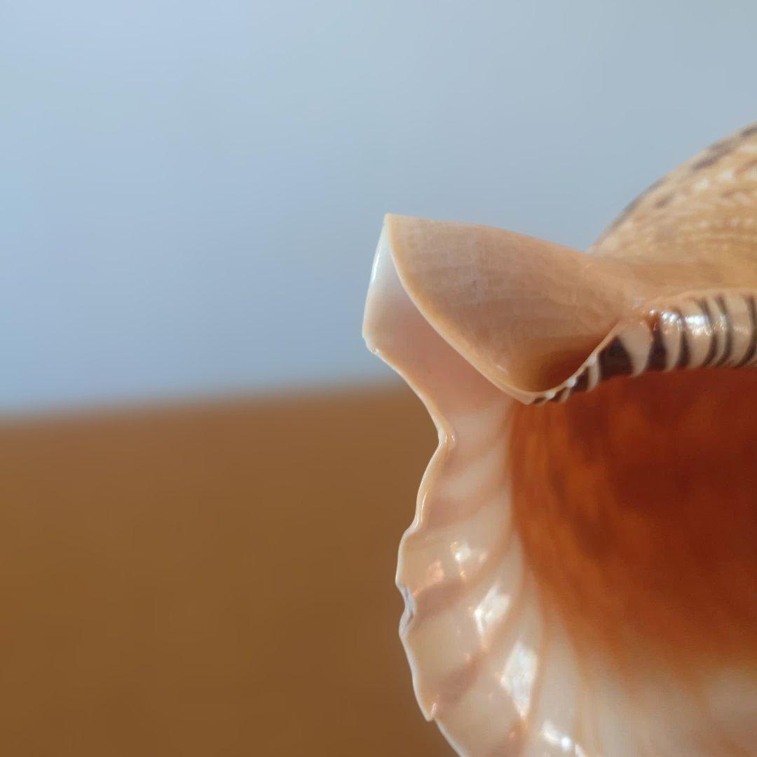 法螺貝 天然 笛 置物 ホラ貝 楽器 ほら貝