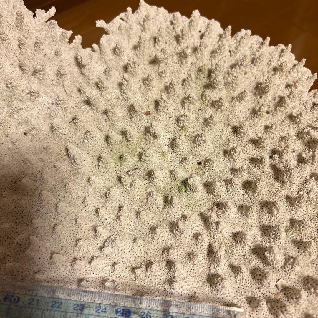 珊瑚礁　レイアウト　約35×45