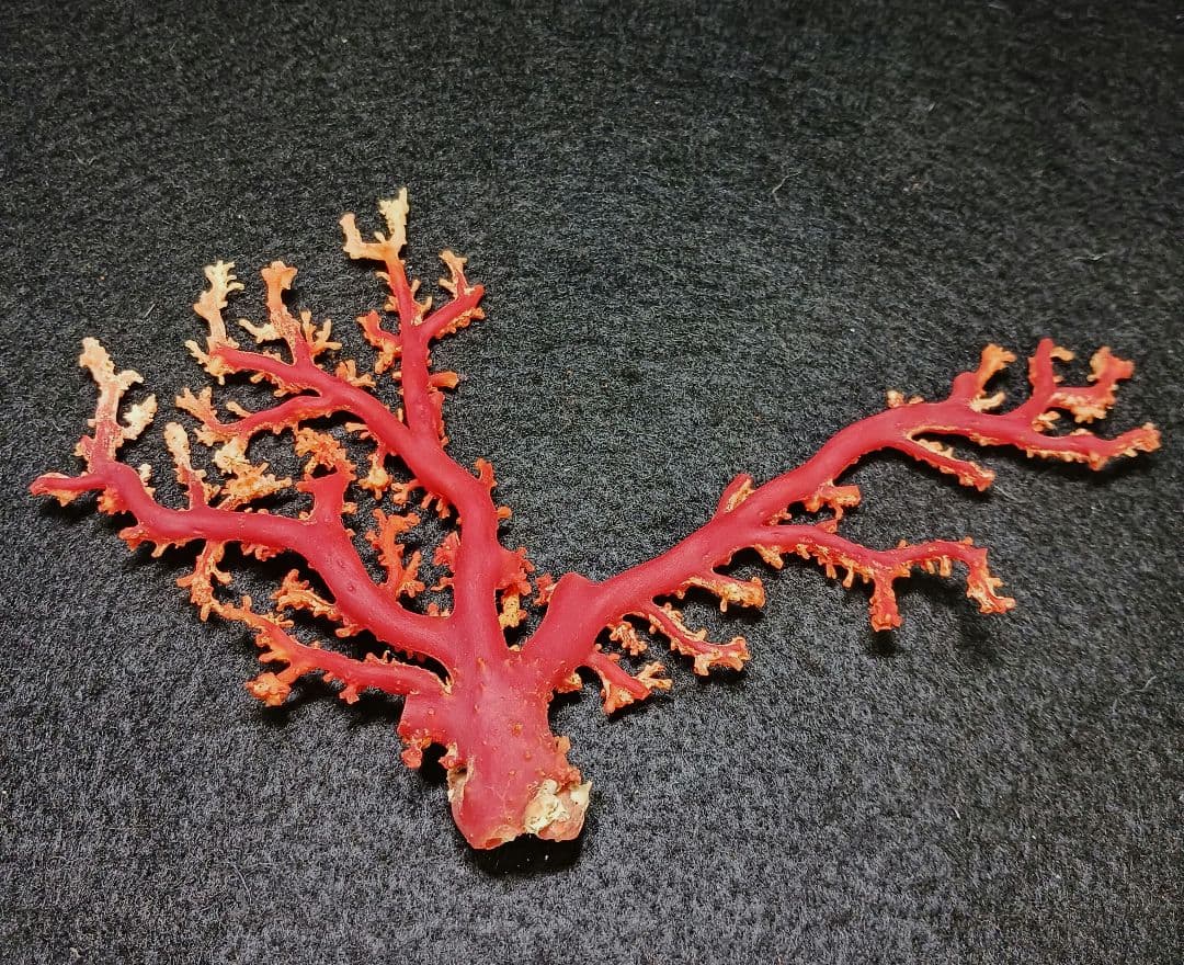 Y2678-2 国産赤珊瑚原木 血赤珊瑚 総重量49.8g 太軸