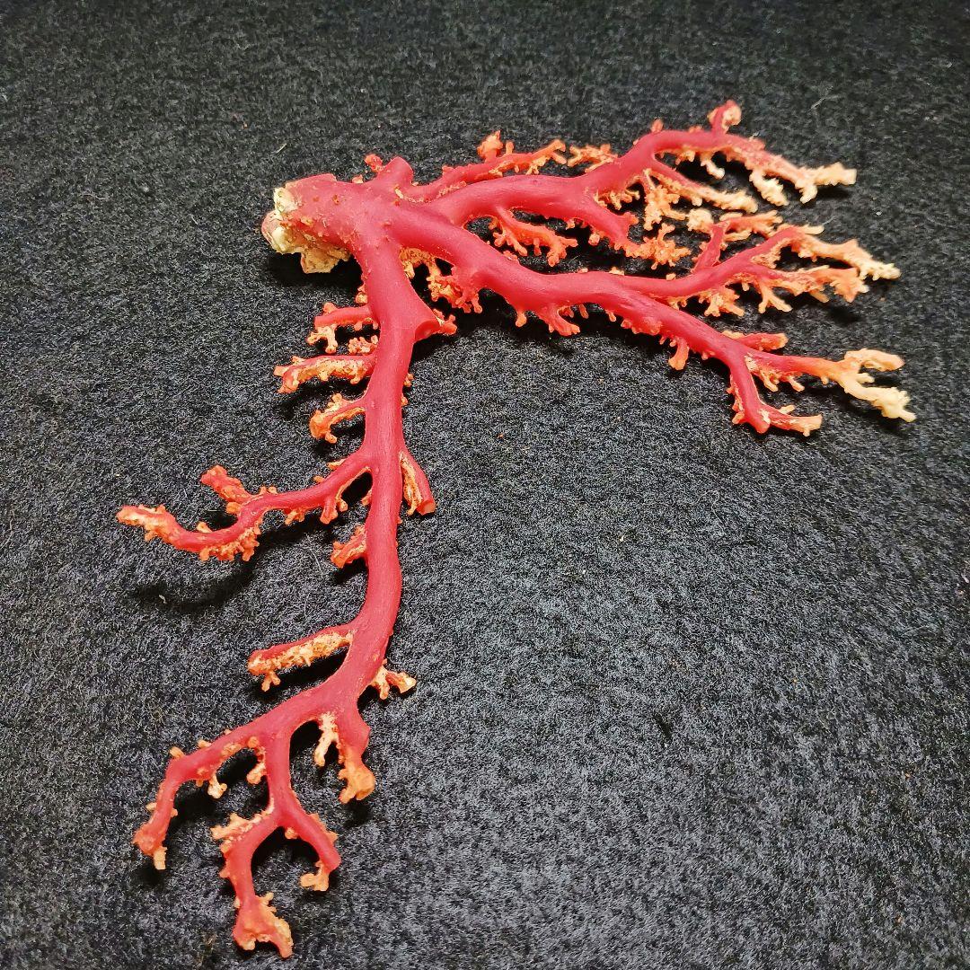 Y2678-2 国産赤珊瑚原木 血赤珊瑚 総重量49.8g 太軸