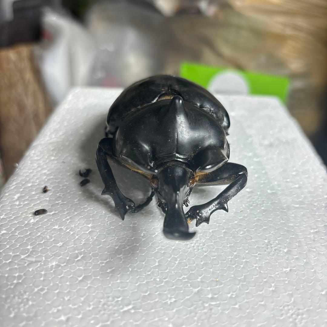 レックスゾウカブト