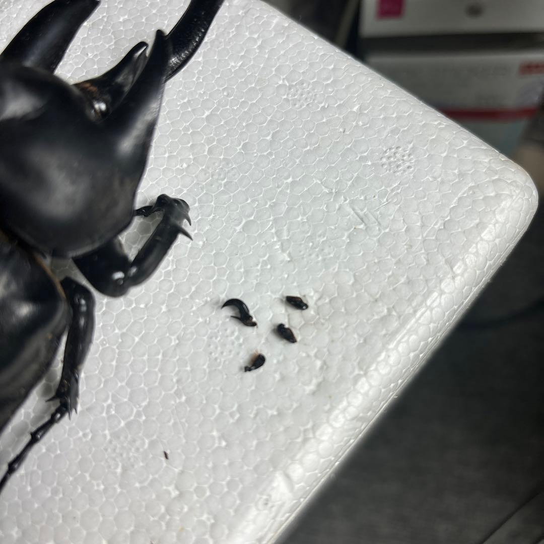 レックスゾウカブト