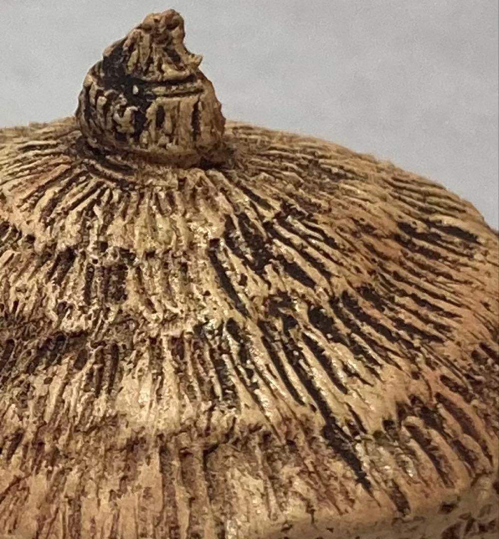 B264h 「わらぐろ香合」佐々木二六作　二六焼　共布共箱　茶道具　愛媛　天神蟹