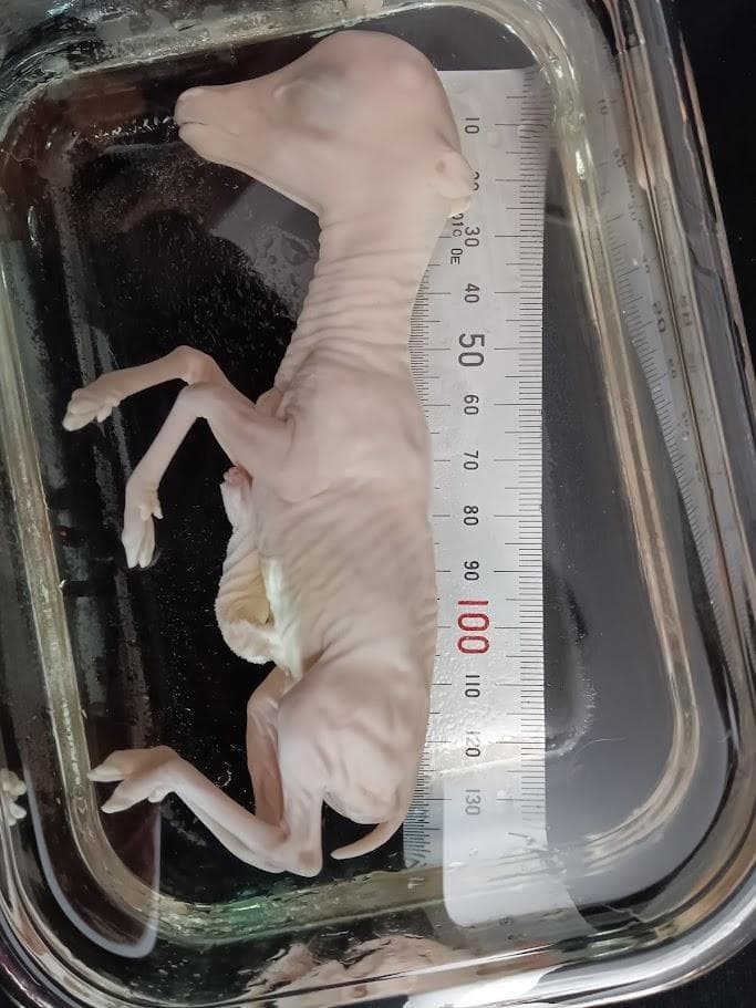 学術標本】種名ニホンジカ　胎児（♂）　エタノール浸漬標本　頭胴長約１３０ｍｍ