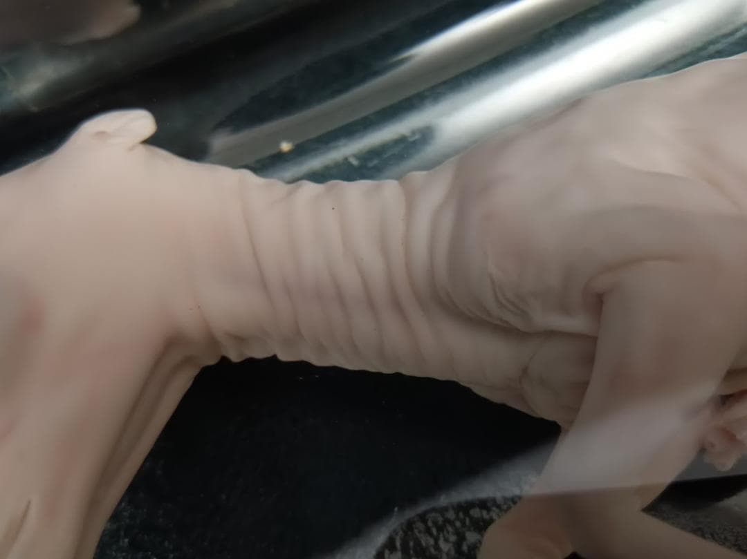 学術標本】種名ニホンジカ　胎児（♂）　エタノール浸漬標本　頭胴長約１３０ｍｍ