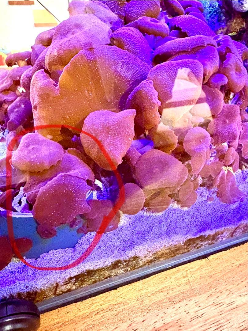 ディスクコーラルレッド