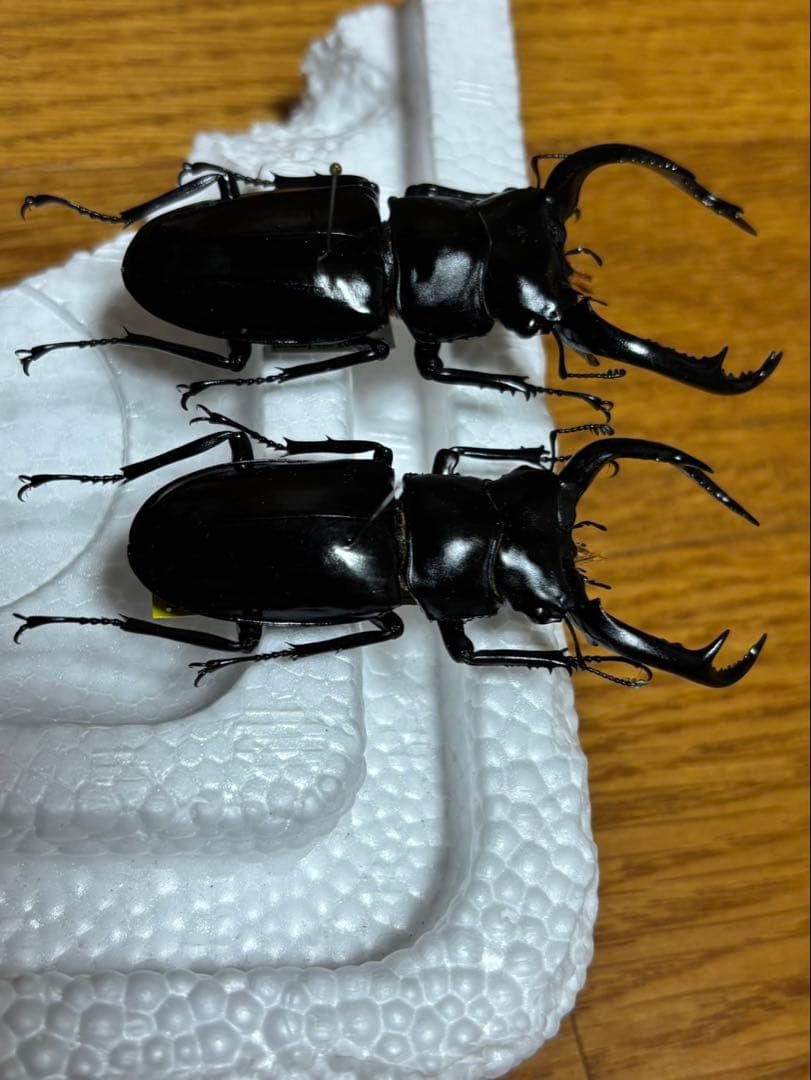 ウエストウッディオオシカクワガタの標本