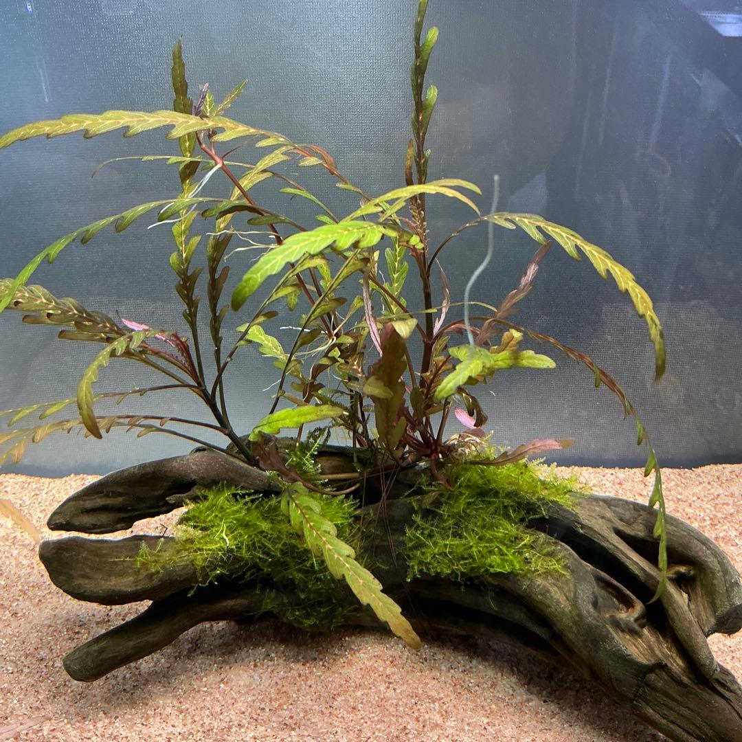 マサムネ様 リクエスト 3点 まとめ商品