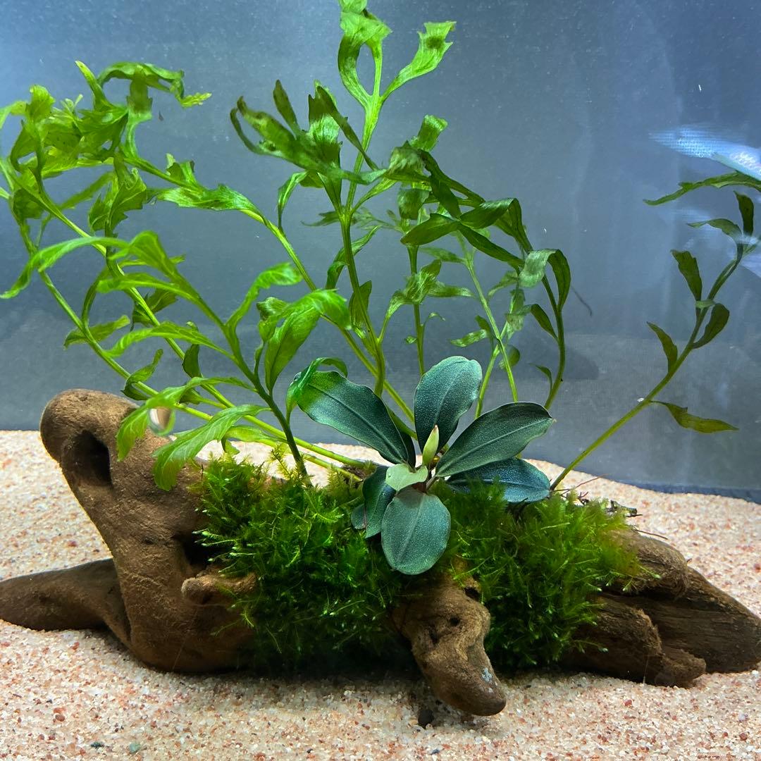 マサムネ様 リクエスト 3点 まとめ商品