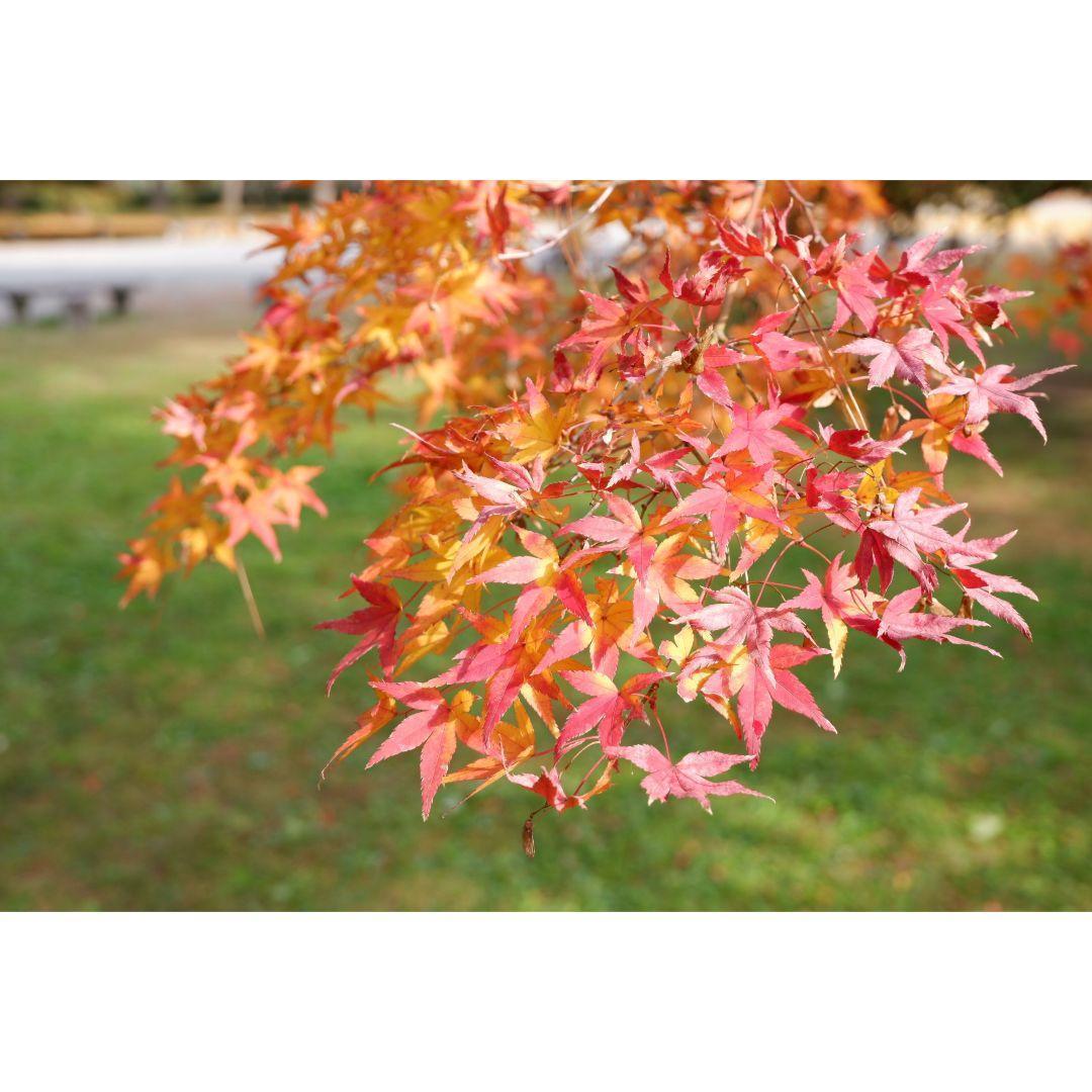 りずページ② ❤FUJIFILM XC 15-45mmレンズのみ