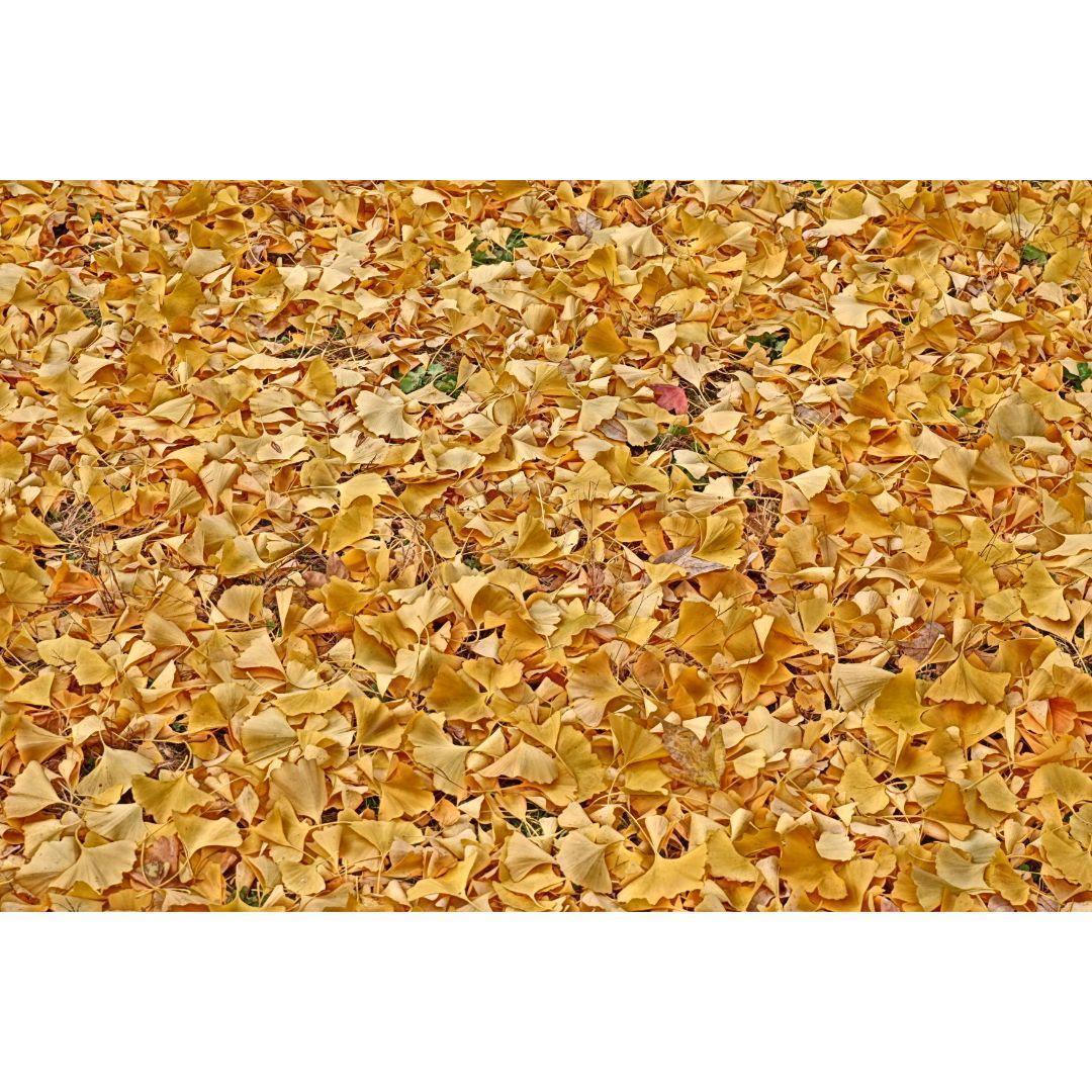 りずページ② ❤FUJIFILM XC 15-45mmレンズのみ