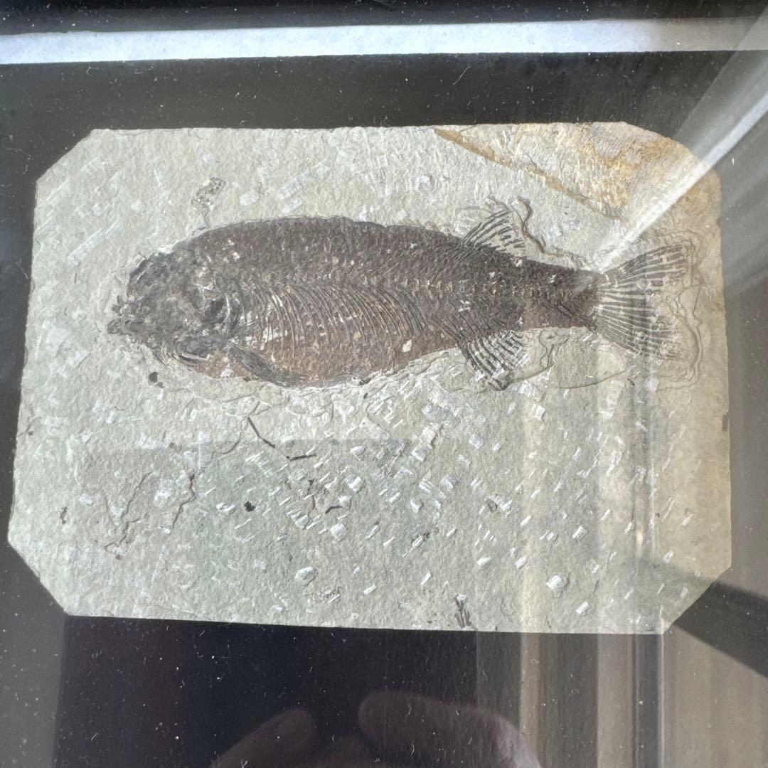 額装　魚の化石（Lophocephalus）約4千万年前 中国産