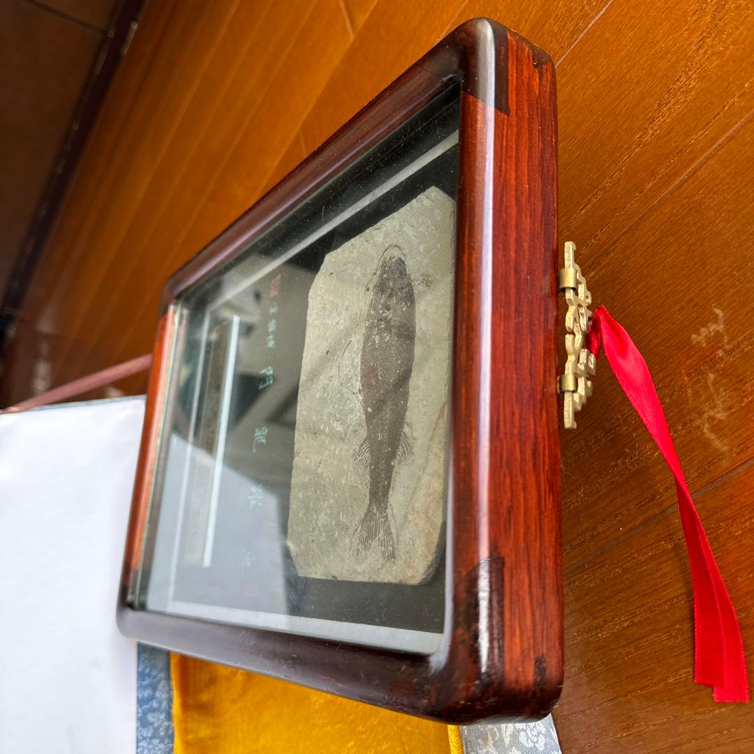 額装　魚の化石（Lophocephalus）約4千万年前 中国産